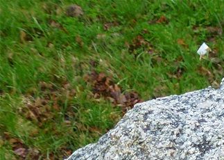 Korset på ovansidan - bild: Av Holger.Ellgaard - Eget arbete, CC BY-SA 4.0, https://commons.wikimedia.org/w/index.php?curid=39916911